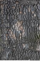 wood tree bark 0011